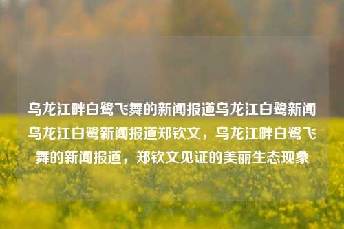 乌龙江畔白鹭飞舞的新闻报道乌龙江白鹭新闻乌龙江白鹭新闻报道郑钦文，乌龙江畔白鹭飞舞的新闻报道，郑钦文见证的美丽生态现象，乌龙江畔的生态盛景，白鹭飞舞的新闻报道