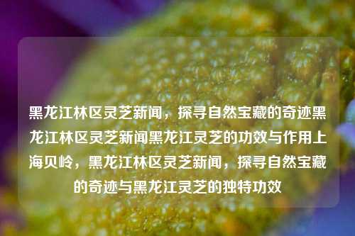 黑龙江林区灵芝新闻，探寻自然宝藏的奇迹黑龙江林区灵芝新闻黑龙江灵芝的功效与作用上海贝岭，黑龙江林区灵芝新闻，探寻自然宝藏的奇迹与黑龙江灵芝的独特功效，黑龙江林区灵芝，自然宝藏的奇迹与独特功效