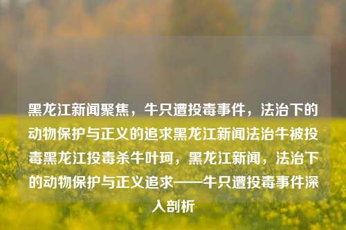 黑龙江新闻聚焦，牛只遭投毒事件，法治下的动物保护与正义的追求黑龙江新闻法治牛被投毒黑龙江投毒杀牛叶珂，黑龙江新闻，法治下的动物保护与正义追求——牛只遭投毒事件深入剖析，黑龙江牛只遭投毒事件，法治下的动物保护与正义的追求深入剖析